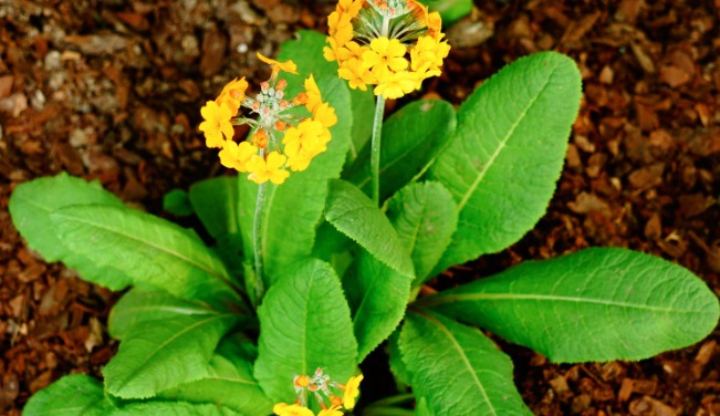 橘红灯台报春全草全株，及花朵图片