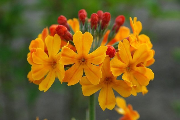 橘红灯台报春全草全株，及花朵图片