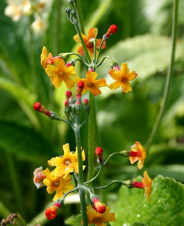 橘红灯台报春全草全株，及花朵图片