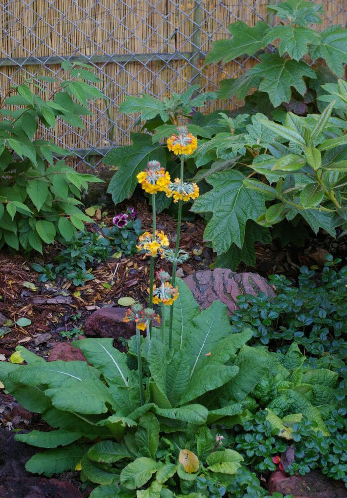 橘红灯台报春全草全株，及花朵图片