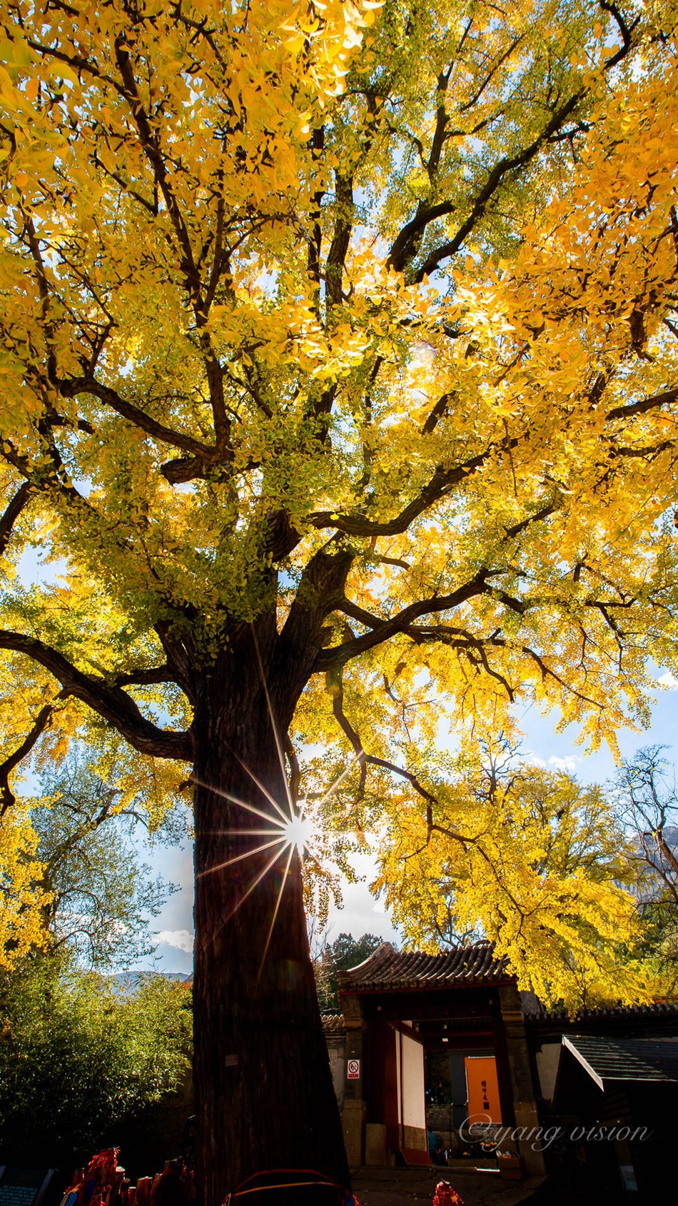 满树金黄的落叶乔木银杏树唯美图片