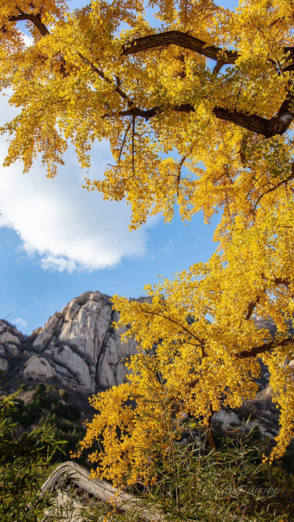 满树金黄的落叶乔木银杏树唯美图片