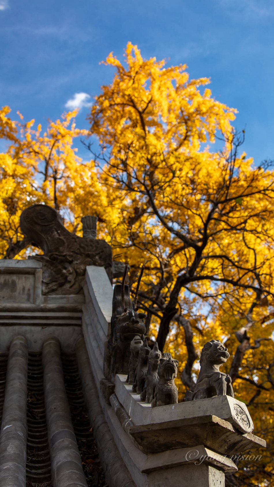 满树金黄的落叶乔木银杏树唯美图片