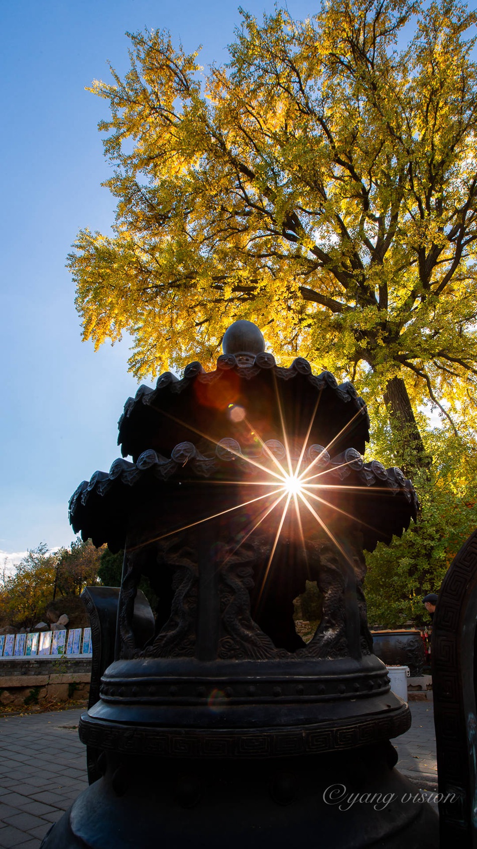 满树金黄的落叶乔木银杏树唯美图片