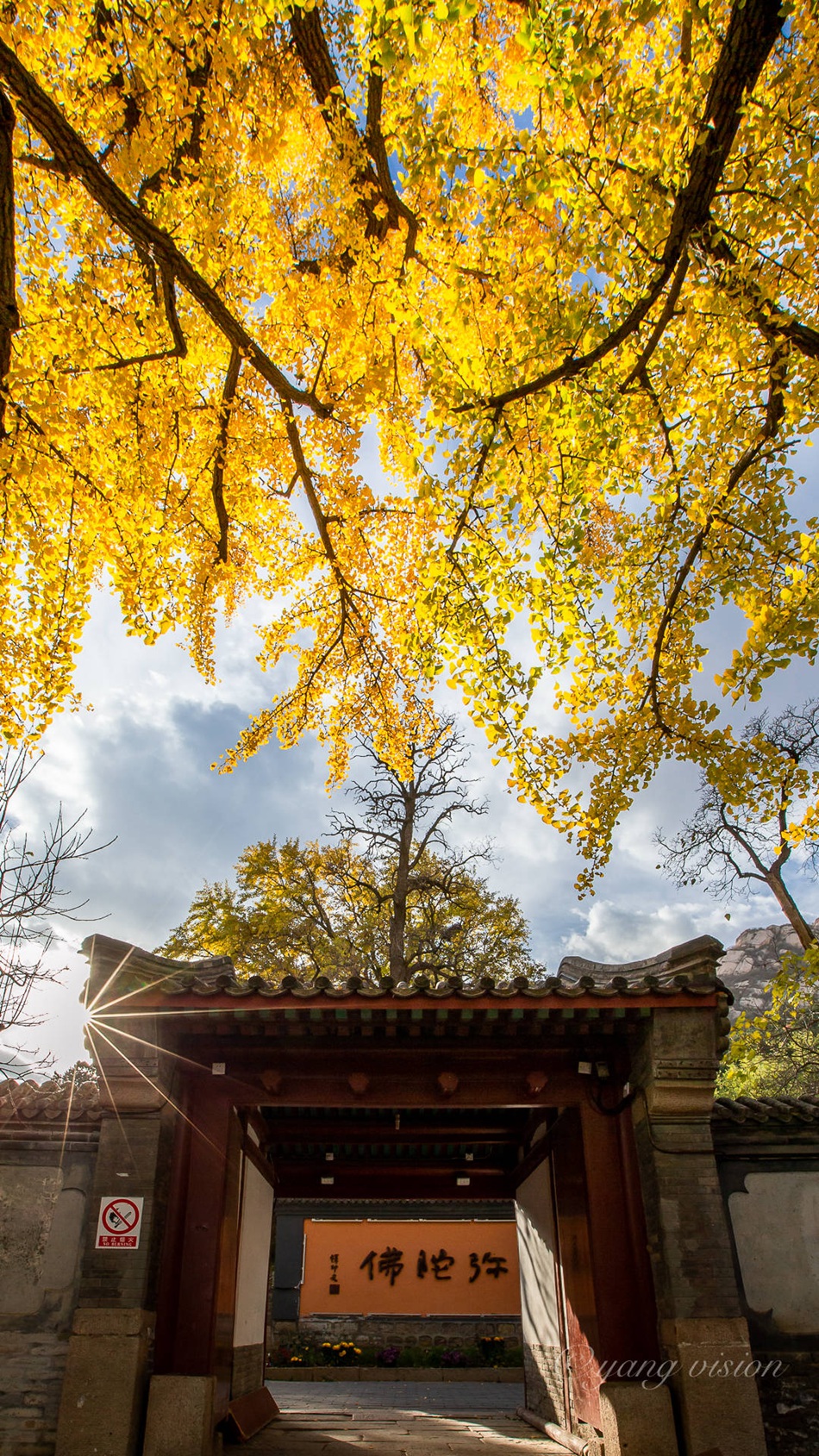 满树金黄的落叶乔木银杏树唯美图片