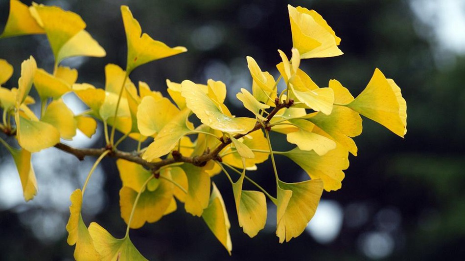 满树金黄的落叶乔木银杏树唯美图片