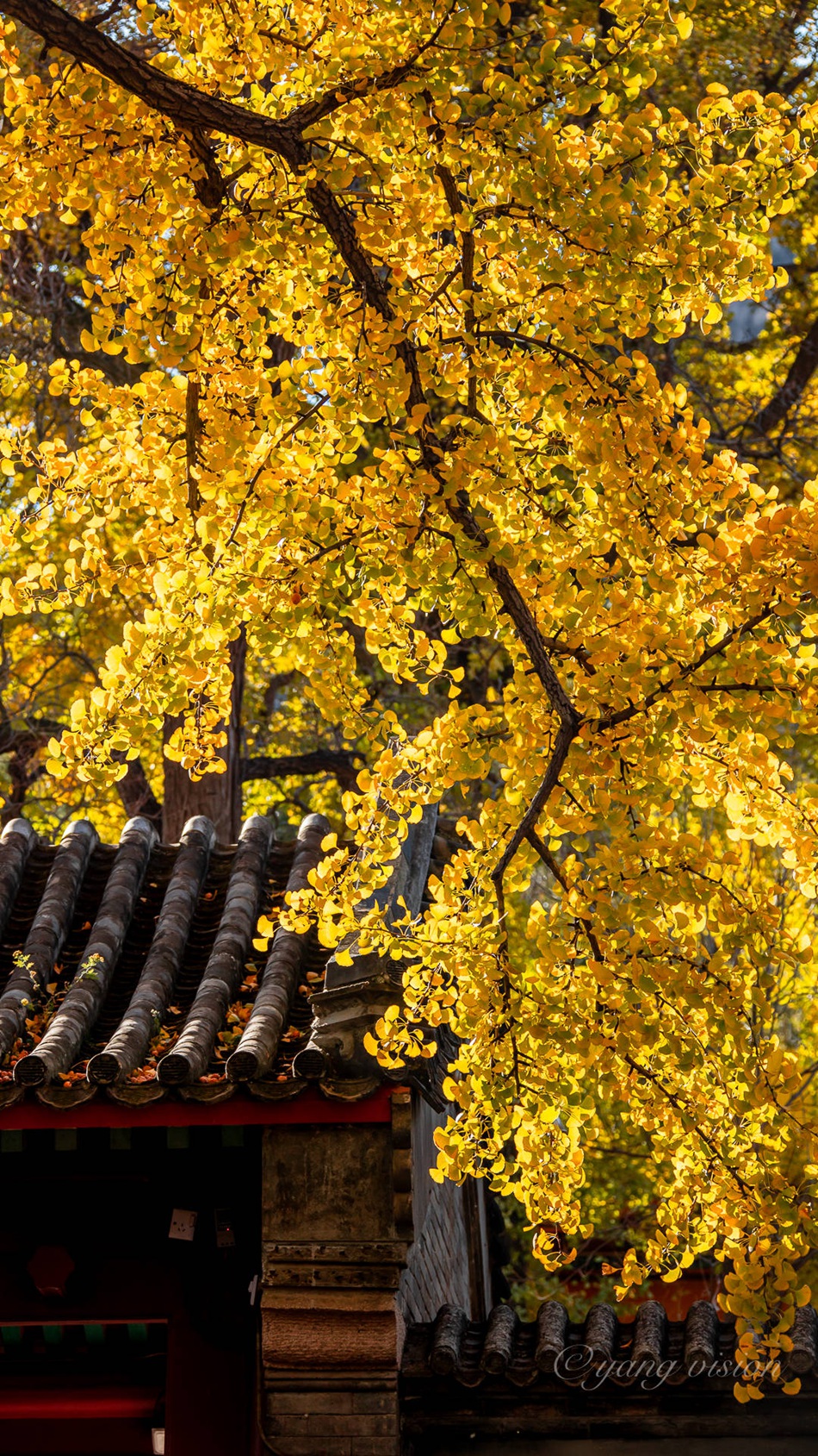 满树金黄的落叶乔木银杏树唯美图片