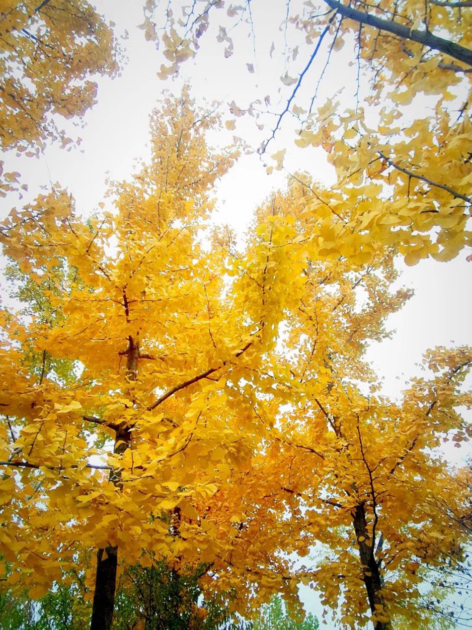 满树金黄的落叶乔木银杏树唯美图片