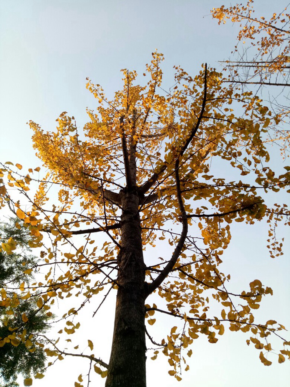满树金黄的落叶乔木银杏树唯美图片