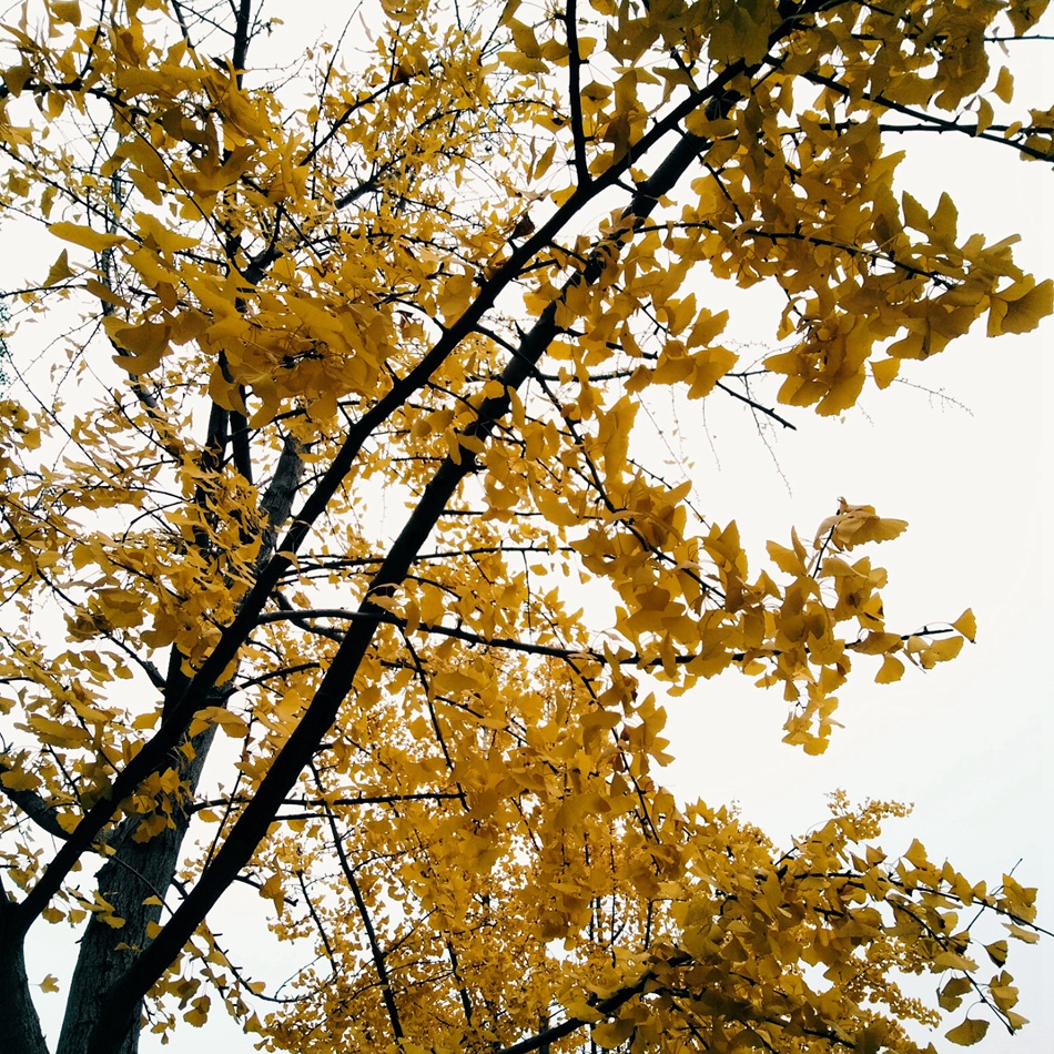 满树金黄的落叶乔木银杏树唯美图片