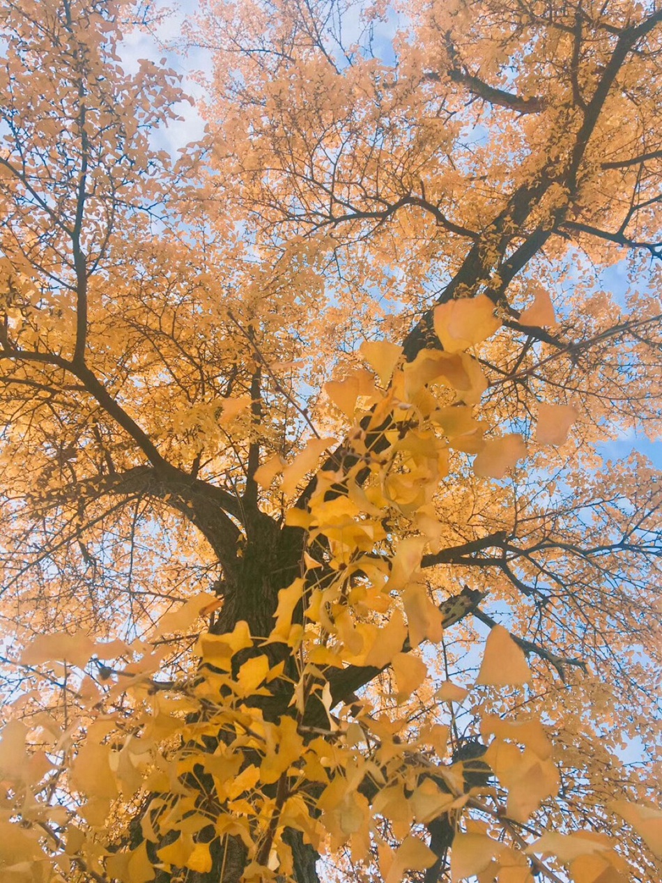 满树金黄的落叶乔木银杏树唯美图片