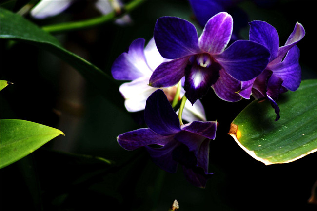 热带兰（洋兰）各种不同花型图片