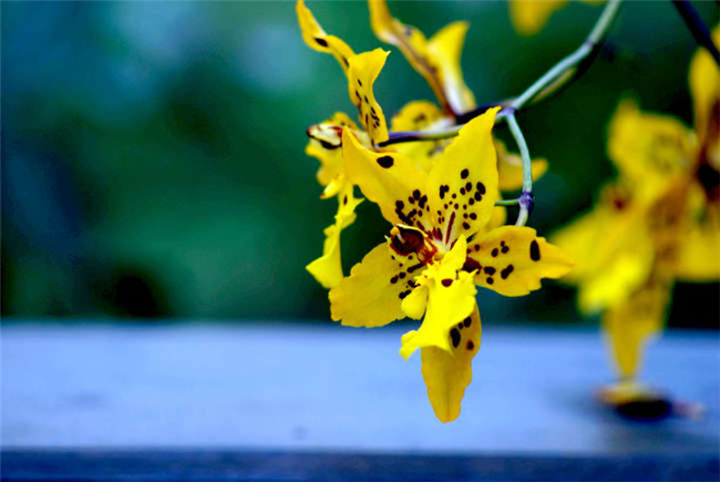 热带兰（洋兰）各种不同花型图片
