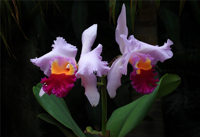 热带兰（洋兰）各种不同花型图片