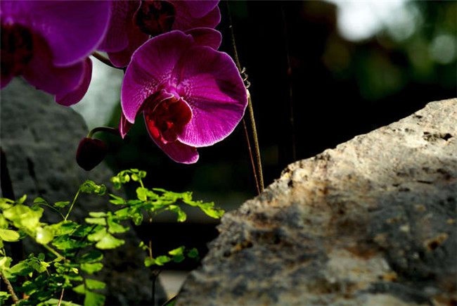 热带兰（洋兰）各种不同花型图片