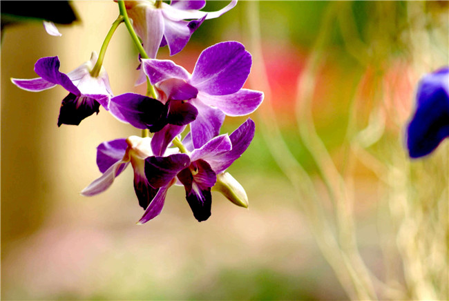 热带兰（洋兰）各种不同花型图片