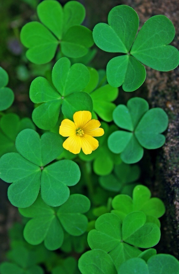 下雨后的三叶草唯美摄影图片