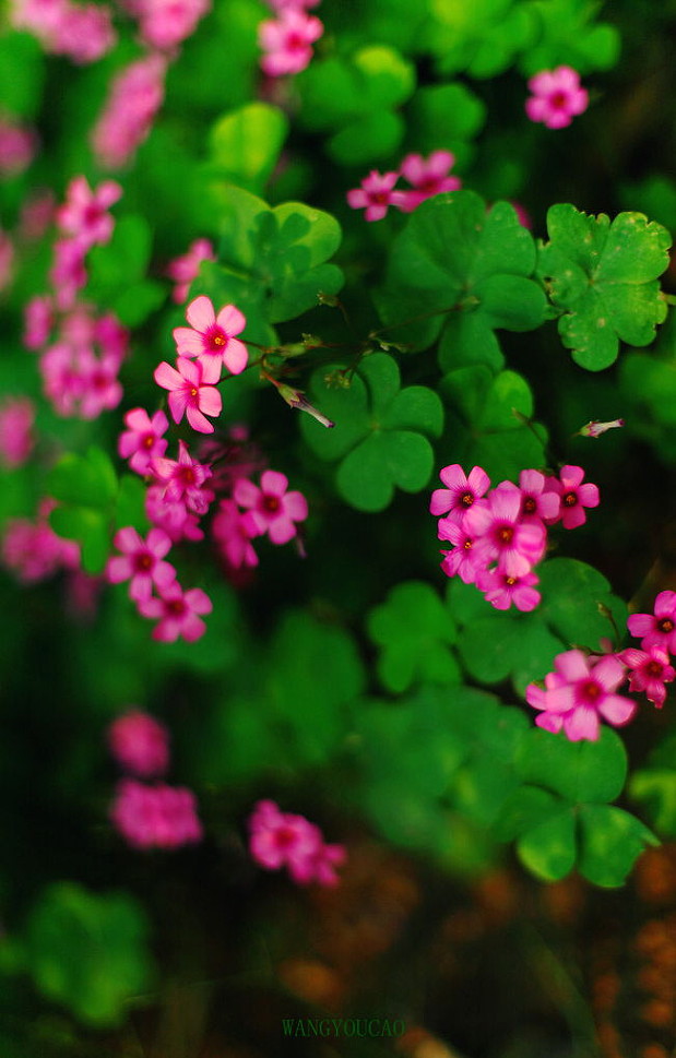 下雨后的三叶草唯美摄影图片