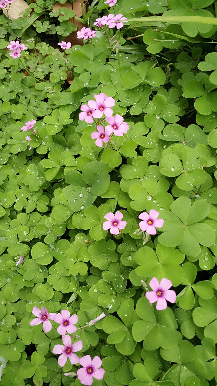 下雨后的三叶草唯美摄影图片