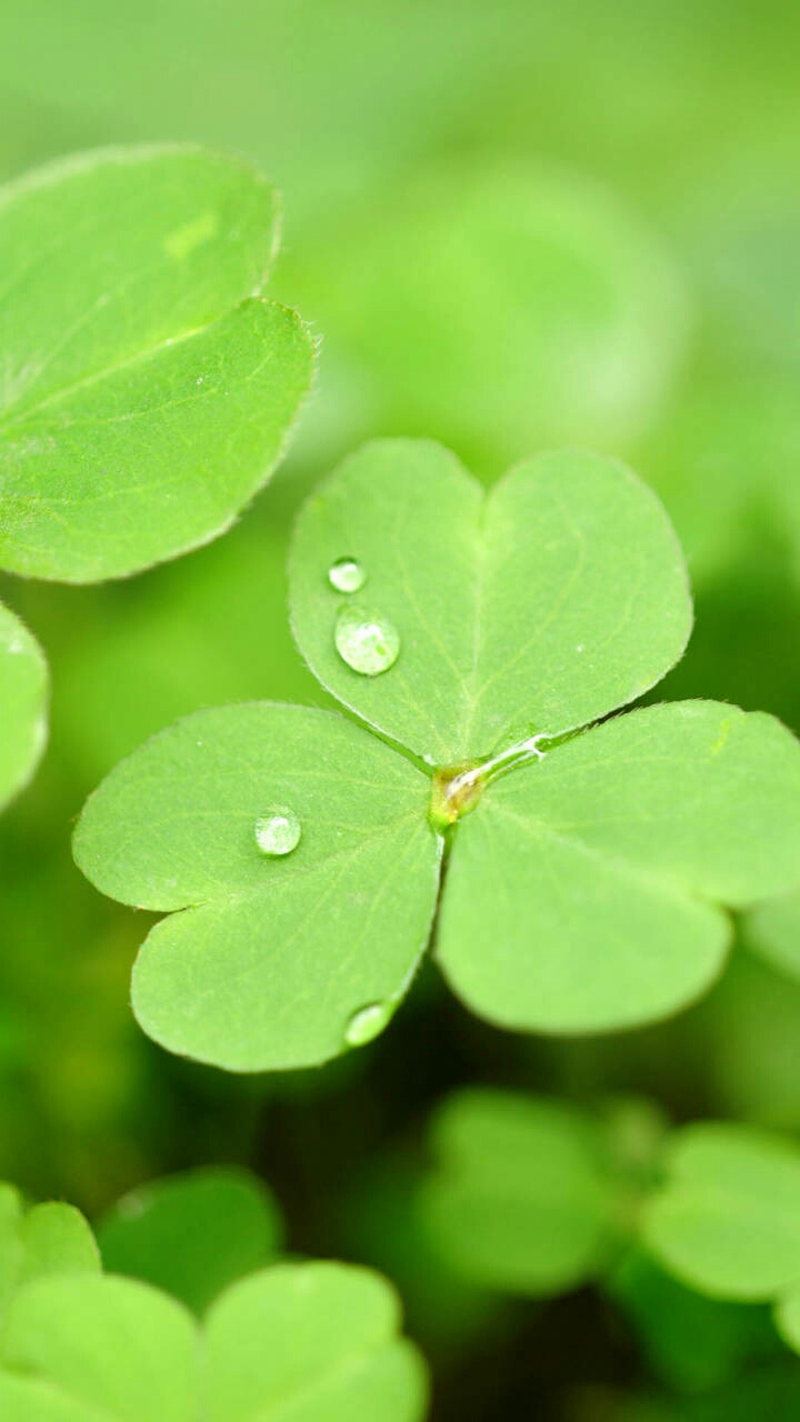 下雨后的三叶草唯美摄影图片