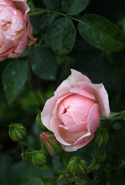 粉色花苞的漂亮月季花图片