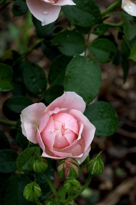 粉色花苞的漂亮月季花图片