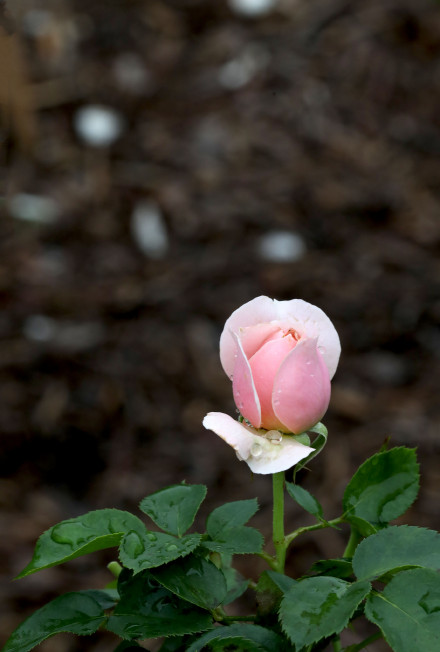 粉色花苞的漂亮月季花图片