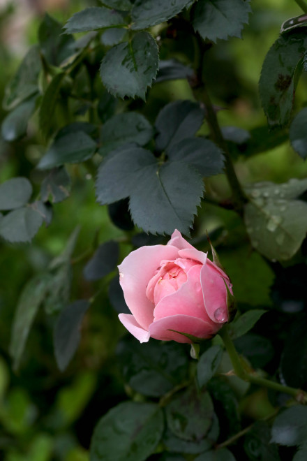 粉色花苞的漂亮月季花图片