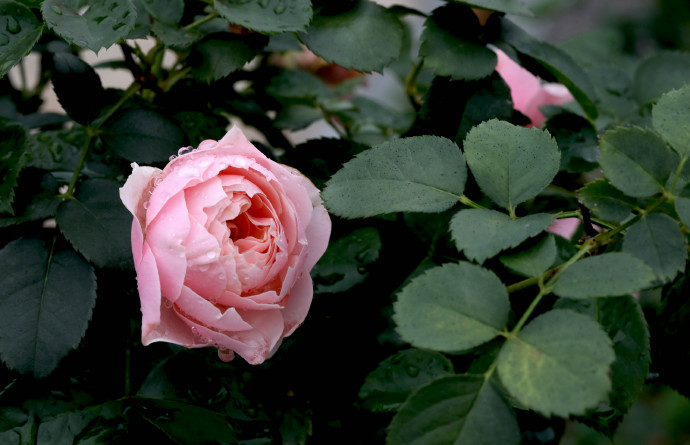 粉色花苞的漂亮月季花图片