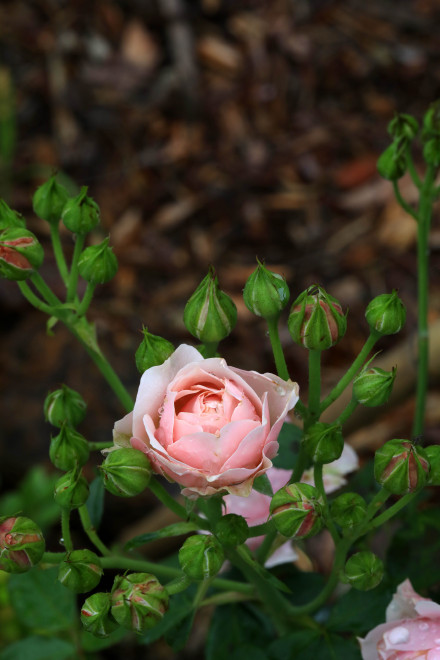 粉色花苞的漂亮月季花图片