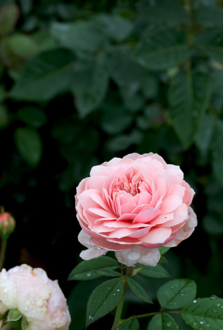 粉色花苞的漂亮月季花图片