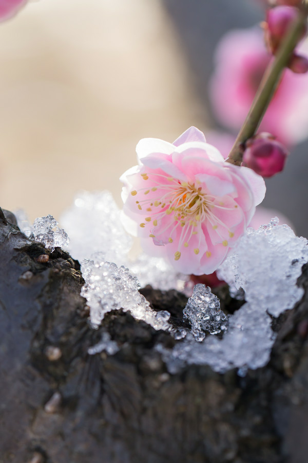 梅花图片，雪中盛开的唯美梅花摄影图片