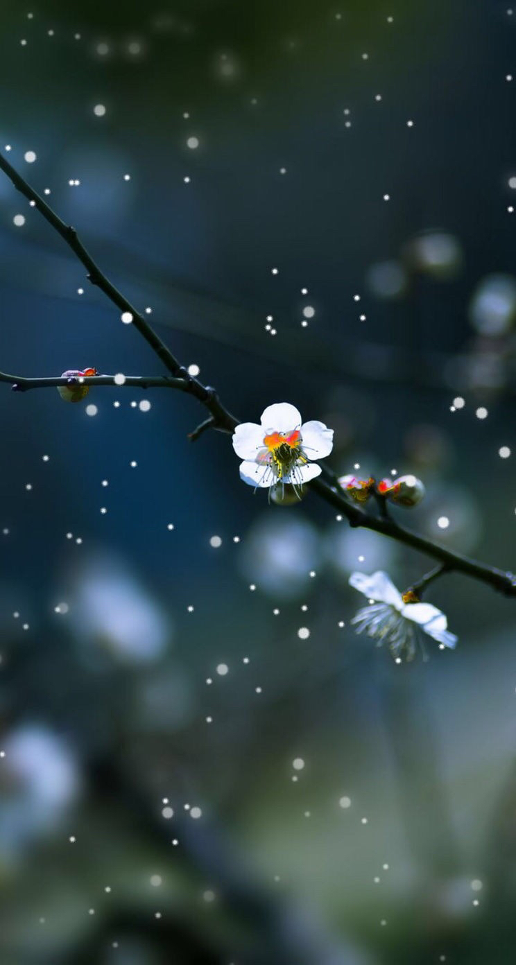 梅花图片，雪中盛开的唯美梅花摄影图片