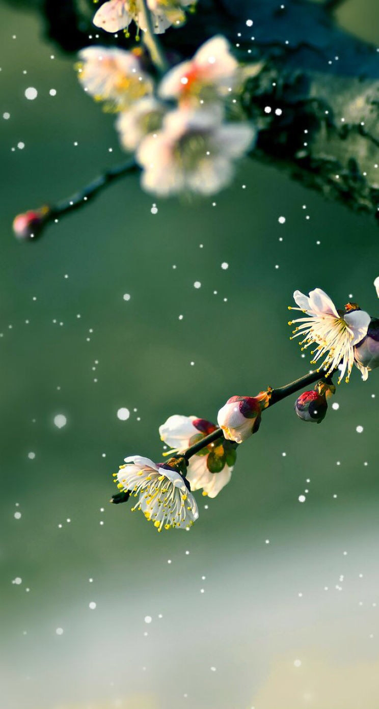 梅花图片，雪中盛开的唯美梅花摄影图片