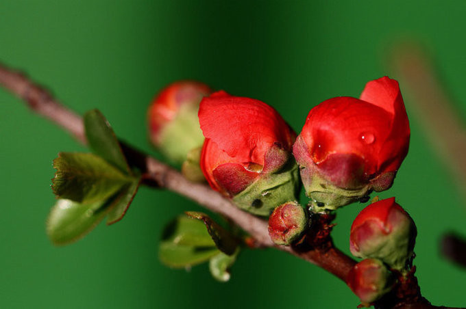 梅花图片，雪中盛开的唯美梅花摄影图片