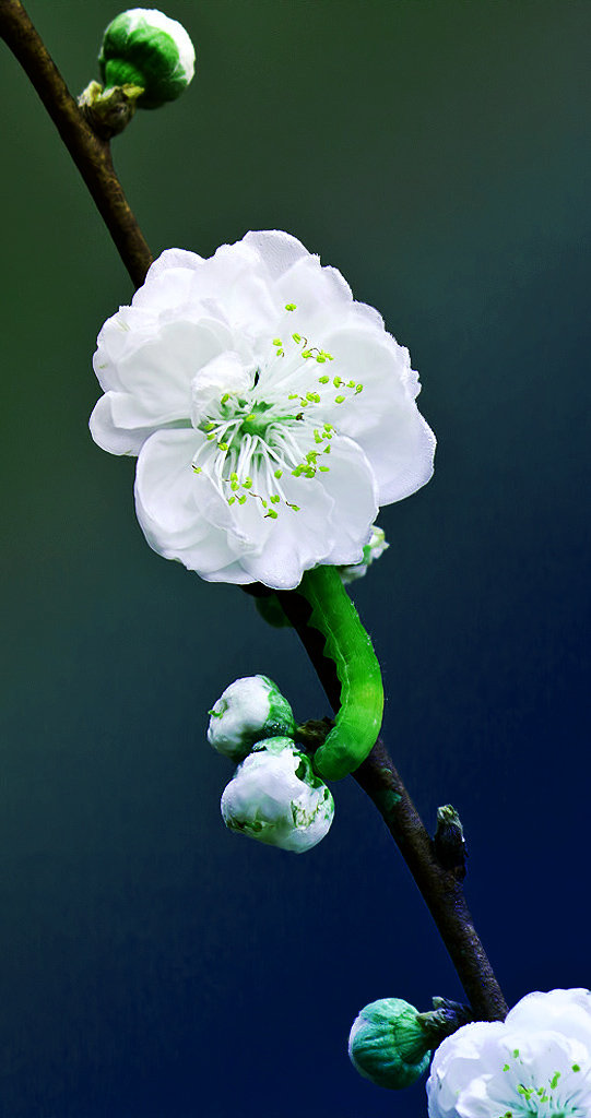 梅花图片，雪中盛开的唯美梅花摄影图片
