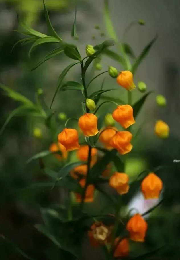 宫灯百合，难得一见的奇异花卉宫灯百合摄影美图