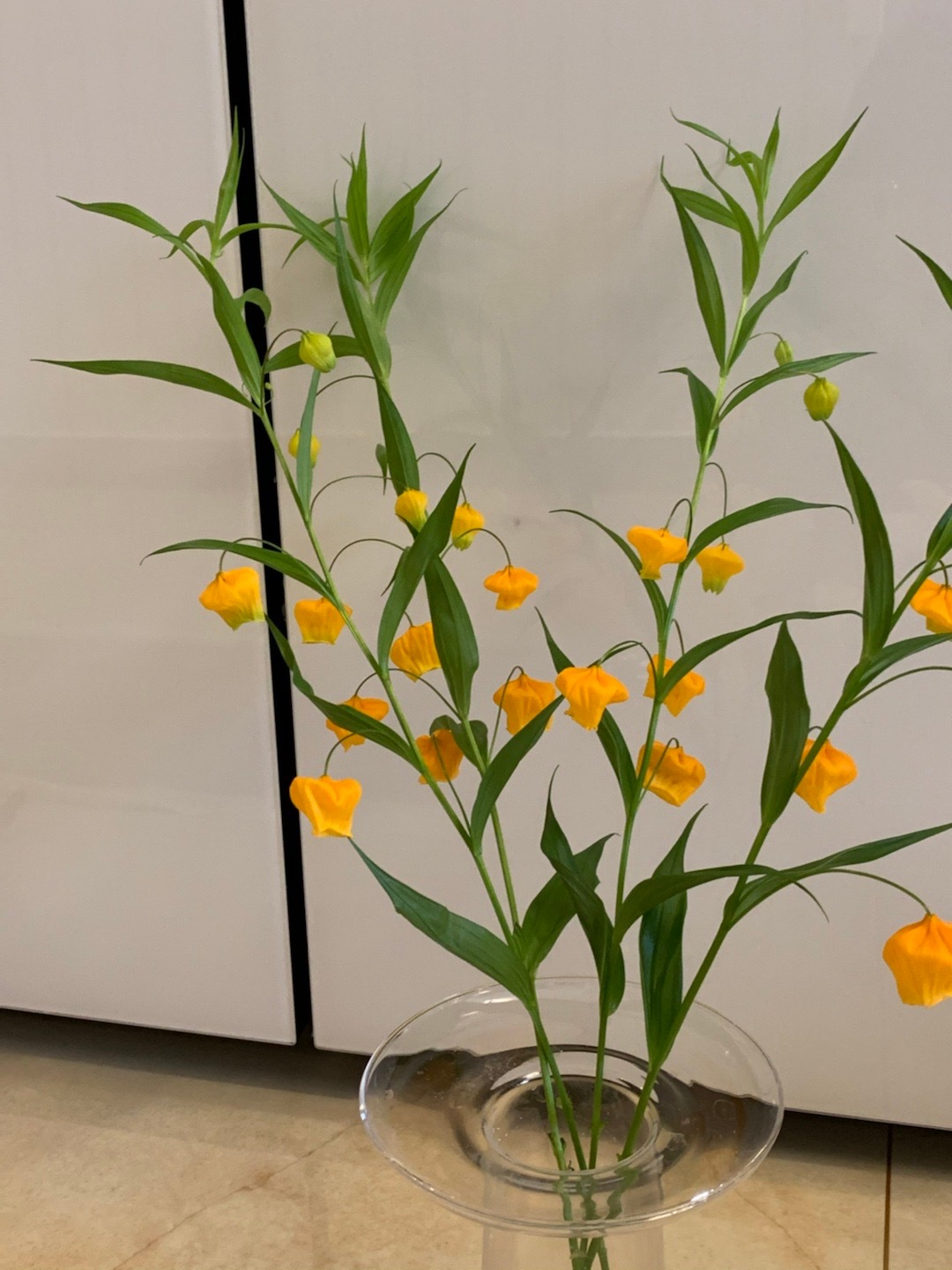 宫灯百合，难得一见的奇异花卉宫灯百合摄影美图