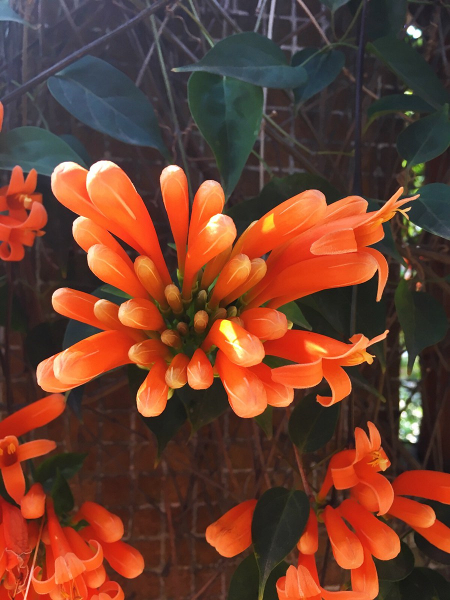 炮仗花，花朵累累成串，状如鞭炮的红色炮仗花图片