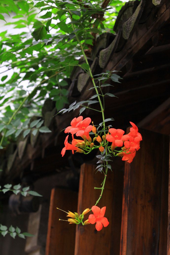 炮仗花，花朵累累成串，状如鞭炮的红色炮仗花图片