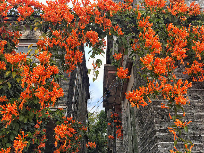 炮仗花，花朵累累成串，状如鞭炮的红色炮仗花图片