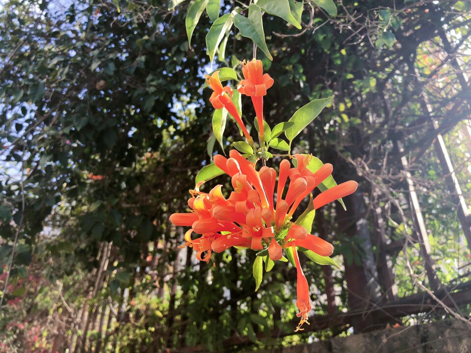 炮仗花，花朵累累成串，状如鞭炮的红色炮仗花图片