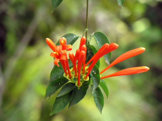 炮仗花，花朵累累成串，状如鞭炮的红色炮仗花图片