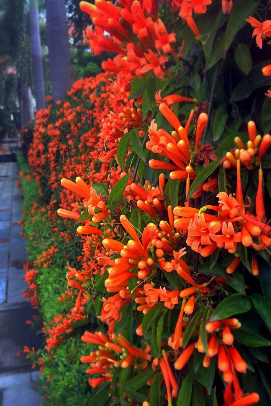 炮仗花，花朵累累成串，状如鞭炮的红色炮仗花图片