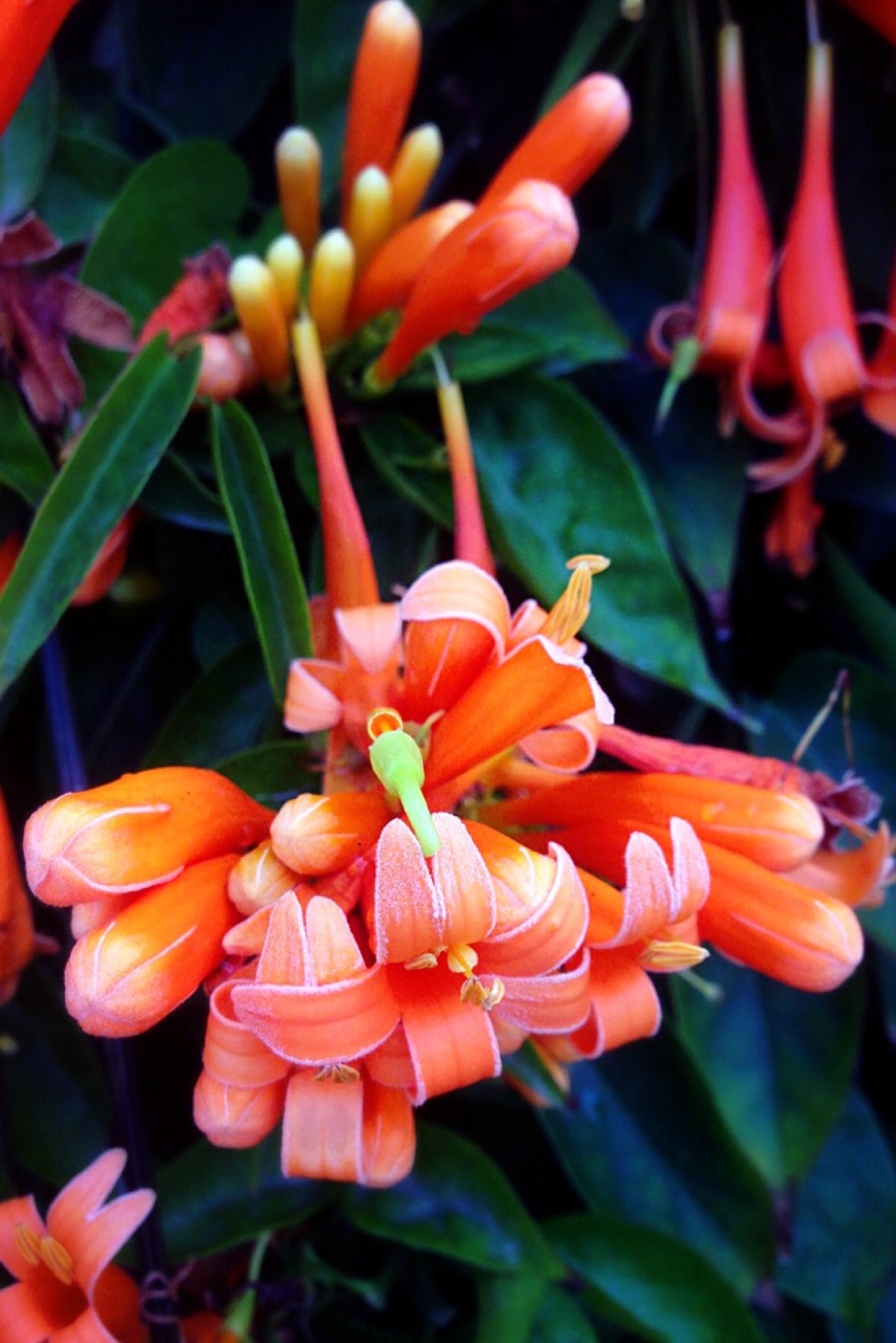 炮仗花，花朵累累成串，状如鞭炮的红色炮仗花图片