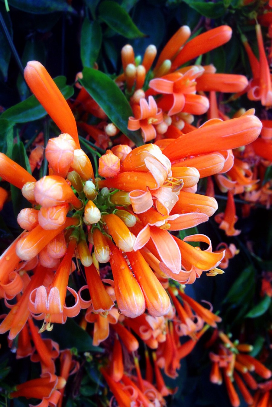 炮仗花，花朵累累成串，状如鞭炮的红色炮仗花图片