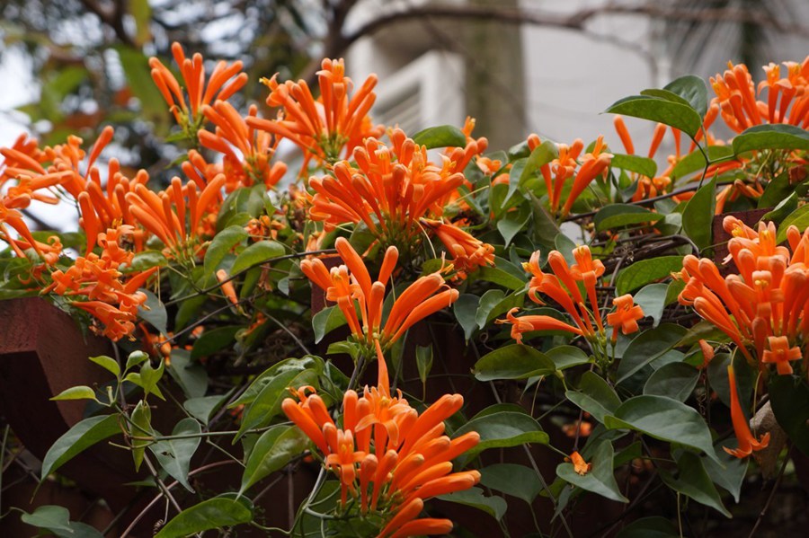 炮仗花，花朵累累成串，状如鞭炮的红色炮仗花图片