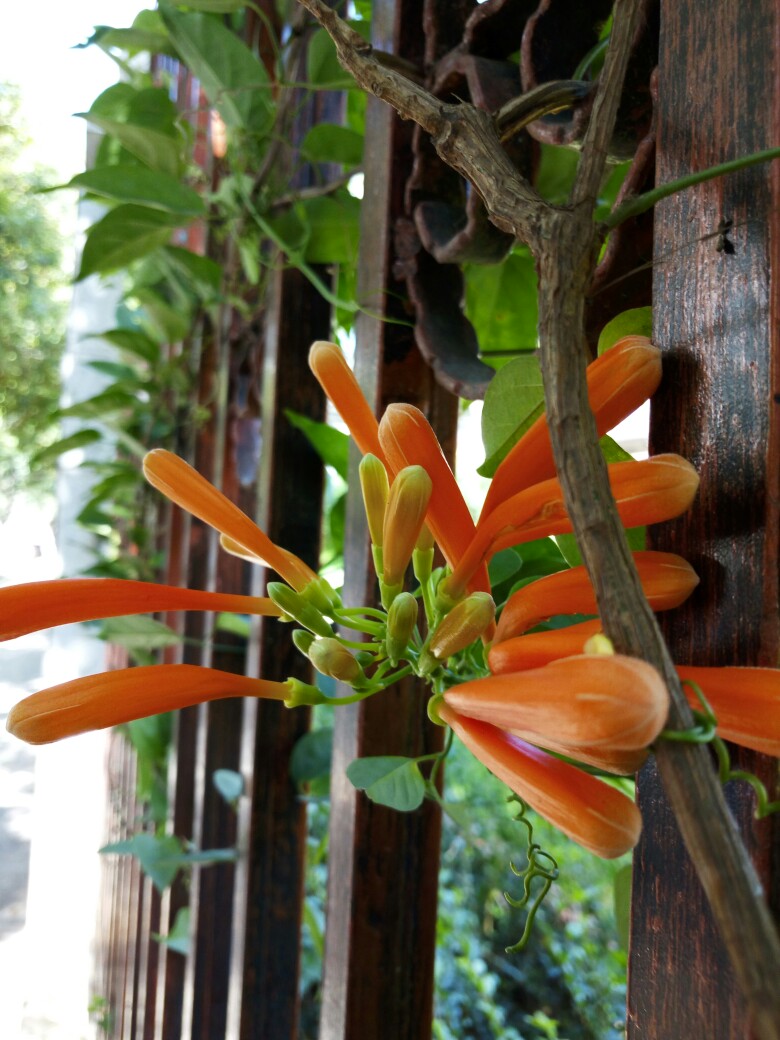 炮仗花，花朵累累成串，状如鞭炮的红色炮仗花图片