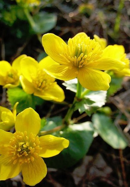 驴蹄草，多年生草本植物驴蹄草花朵图片