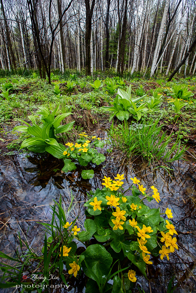 驴蹄草，多年生草本植物驴蹄草花朵图片